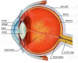 תאי עצב בעין by YUVAL KAPPEL - Illustrated by יובל קפל - Ourboox.com