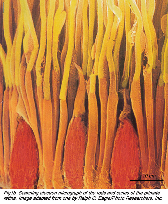 תאי עצב בעין by YUVAL KAPPEL - Illustrated by יובל קפל - Ourboox.com