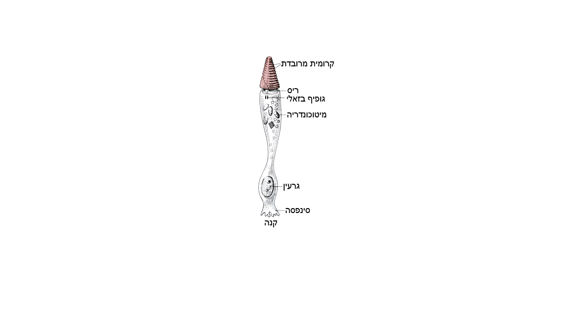 תאי עצב בעין by YUVAL KAPPEL - Illustrated by יובל קפל - Ourboox.com