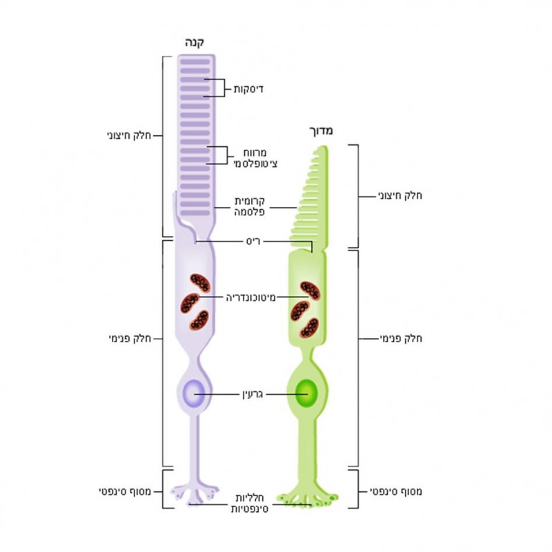 תאי עצב בעין by YUVAL KAPPEL - Illustrated by יובל קפל - Ourboox.com