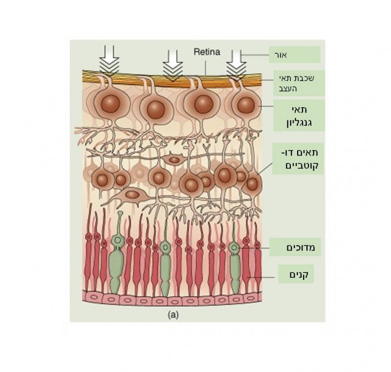 תאי עצב בעין by YUVAL KAPPEL - Illustrated by יובל קפל - Ourboox.com