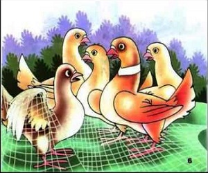 الحمامة المطوقة by safa abo snenh - Ourboox.com