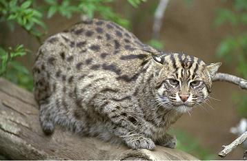 Цікаві факти by Olja Andrejhyk - Ourboox.com