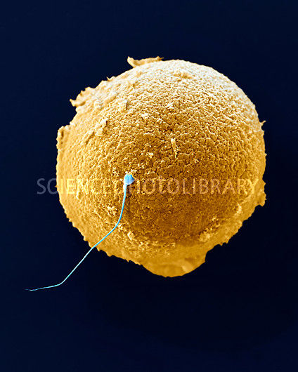 התאים שאהבתי הדר by hadar guggenheim - Ourboox.com