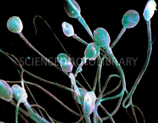 התאים שאהבתי הדר by hadar guggenheim - Ourboox.com