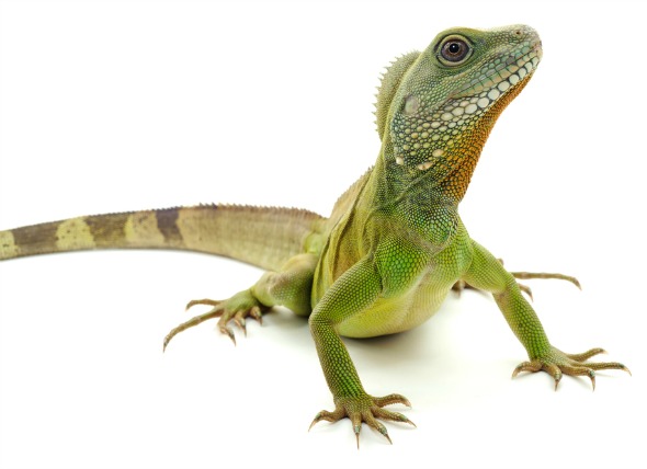 من الحيوانات الزاحفة التي تنتمي إلى عائلة السحالي، وهي أكبر فصيلة فيه، حيث يتحدّر منها أكثر من 80 نوعاً، وهي من ذوات الدم البارد، تتميّز بقدرتها على تغيير لون جلدها بسرعة كبيرة بألوان تتطابق مع لون البيئة المحيطة بها.