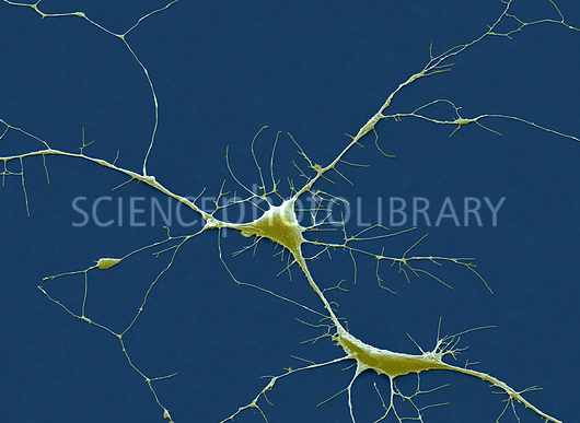 “התאים שאהבתי” – עדן בראשי by eden barashi - Ourboox.com