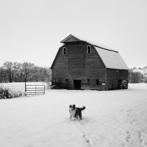 The Adventure of Dallas the dog by Lexie Kate Bacon - Illustrated by Lexie Bacon  - Ourboox.com