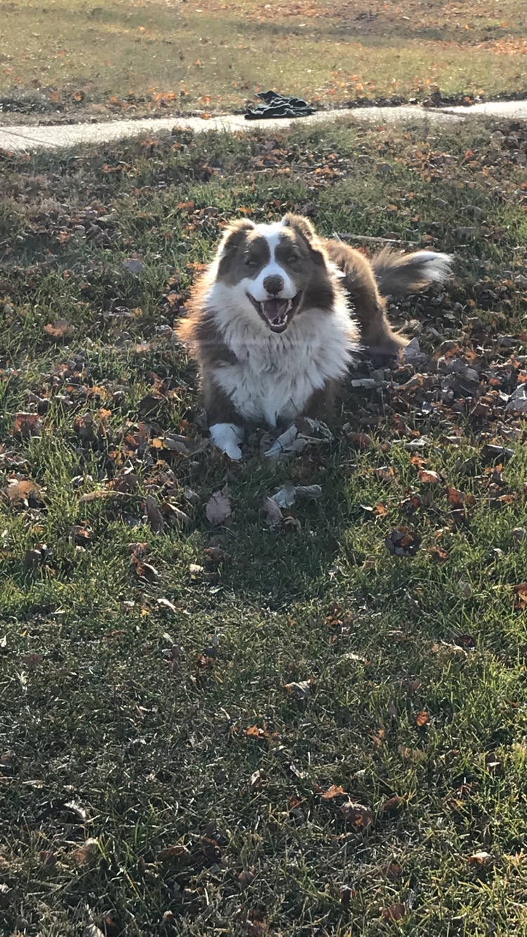 The Adventure of Dallas the dog by Lexie Kate Bacon - Illustrated by Lexie Bacon  - Ourboox.com