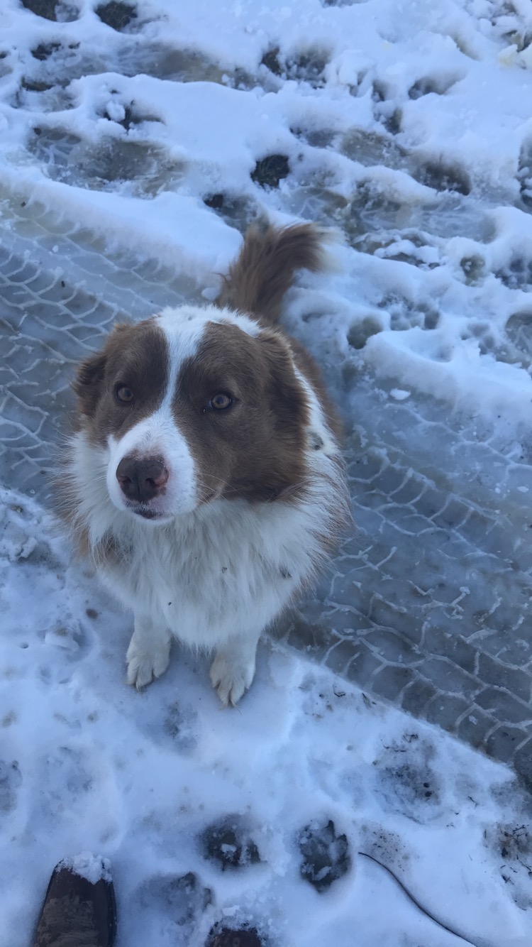 The Adventure of Dallas the dog by Lexie Kate Bacon - Illustrated by Lexie Bacon  - Ourboox.com