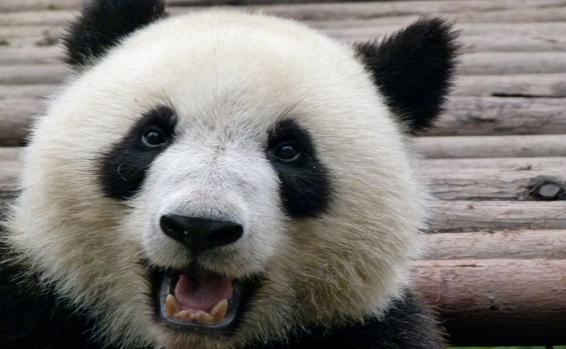 דובי פנדה by yael - Illustrated by יעל כהן - Ourboox.com