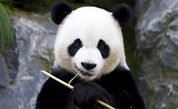 דובי פנדה by yael - Illustrated by יעל כהן - Ourboox.com