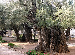 Israel is 70 by AMITAY - Illustrated by  AMITAY  5th grade Tidhar school - Ourboox.com