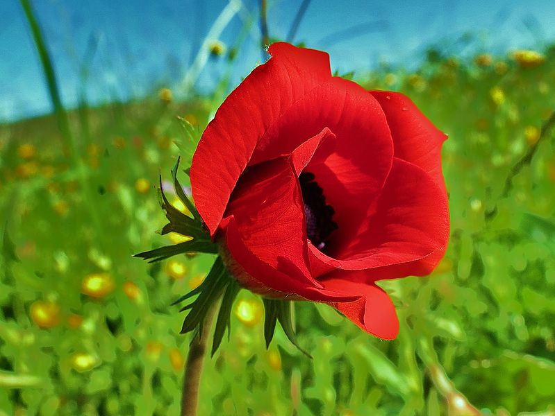 Israel is 70 by GIL - Illustrated by  GIL 5th grade Tidhar school - Ourboox.com