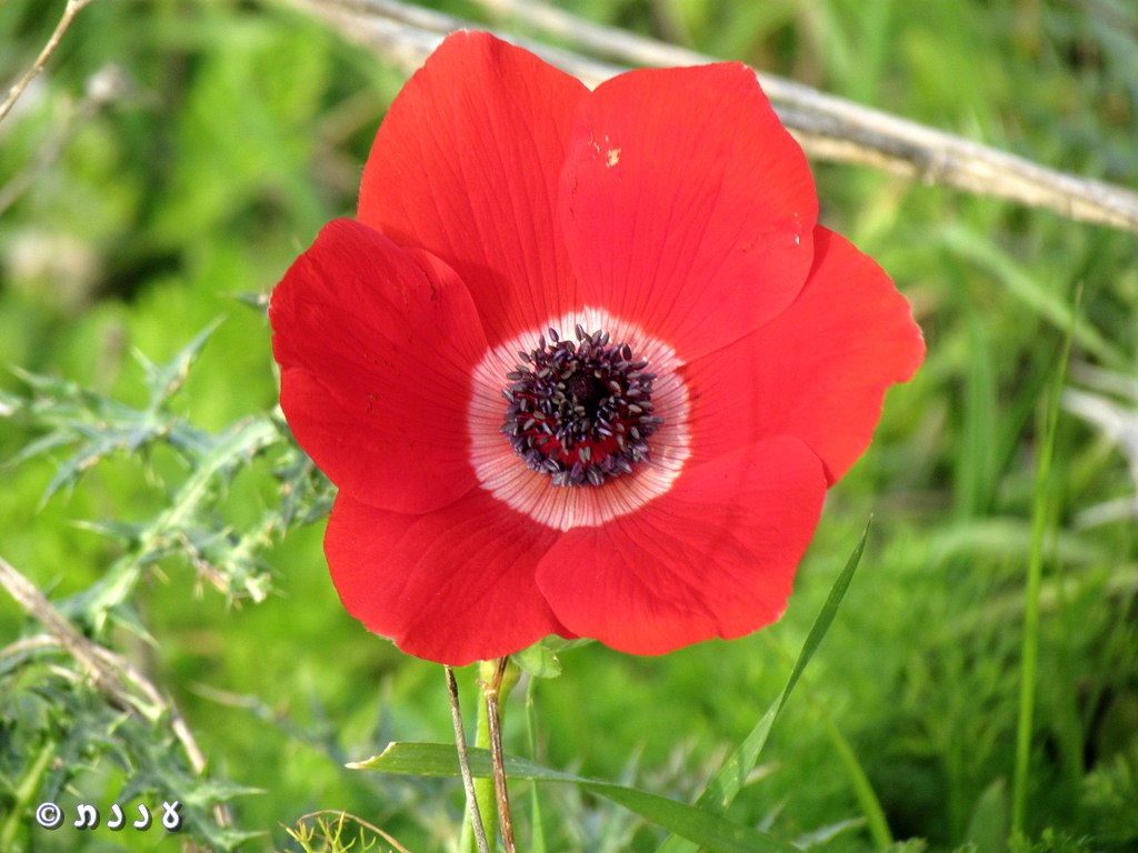 Israel is 70 by AMITAY - Illustrated by  AMITAY  5th grade Tidhar school - Ourboox.com