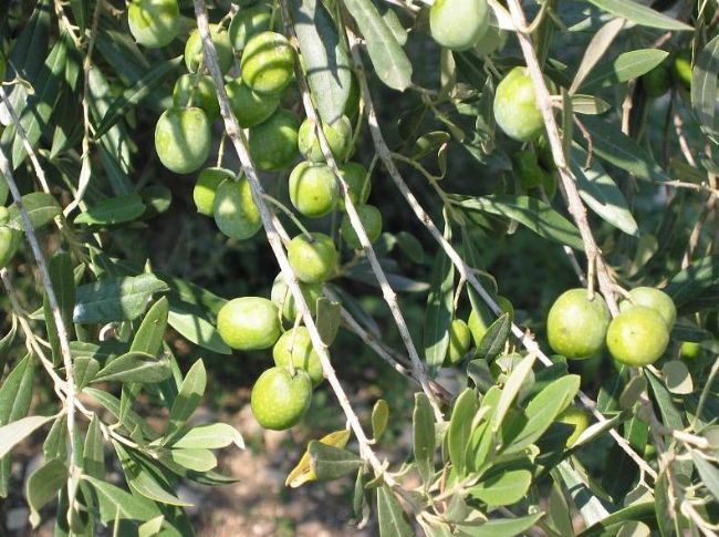 Israel is 70 by MICAEL - Illustrated by MICAEL  5th grade Tidhar school - Ourboox.com