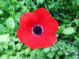 Israel is 70 by GAD - Ourboox.com