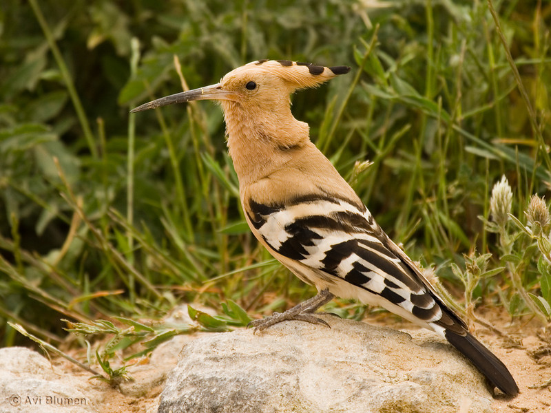 Israel is 70 by KOBI - Illustrated by KOBI 5th grade Tidhar school - Ourboox.com