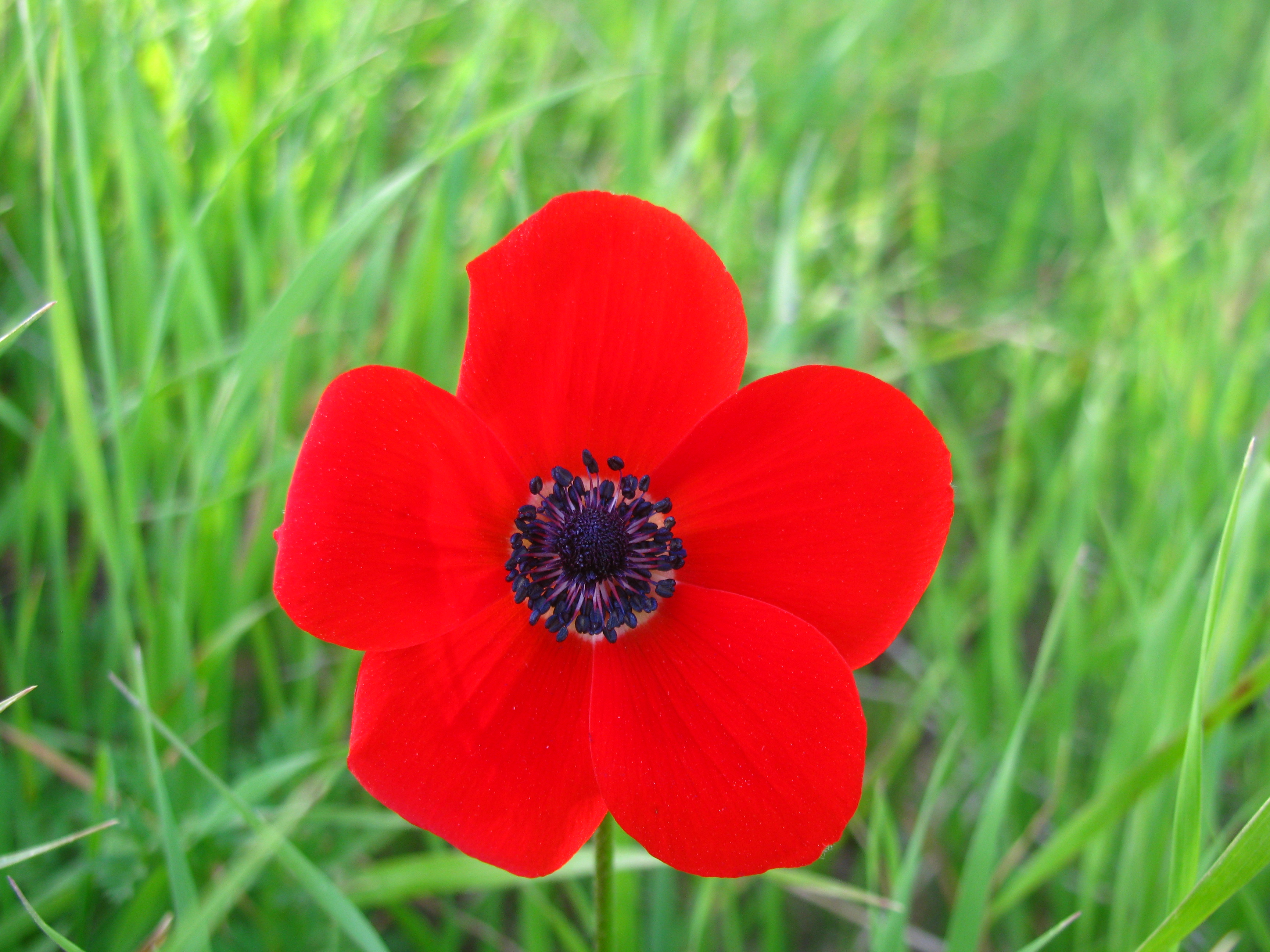 Israel is 70 by GAVRIL - Illustrated by GAVRIL  5th grade Tidhar school - Ourboox.com