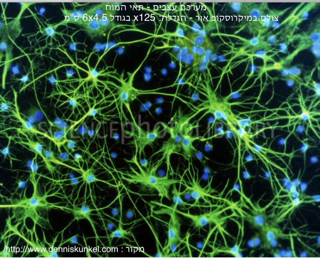 התאים שאהבתי by נרדין אחמד - Ourboox.com