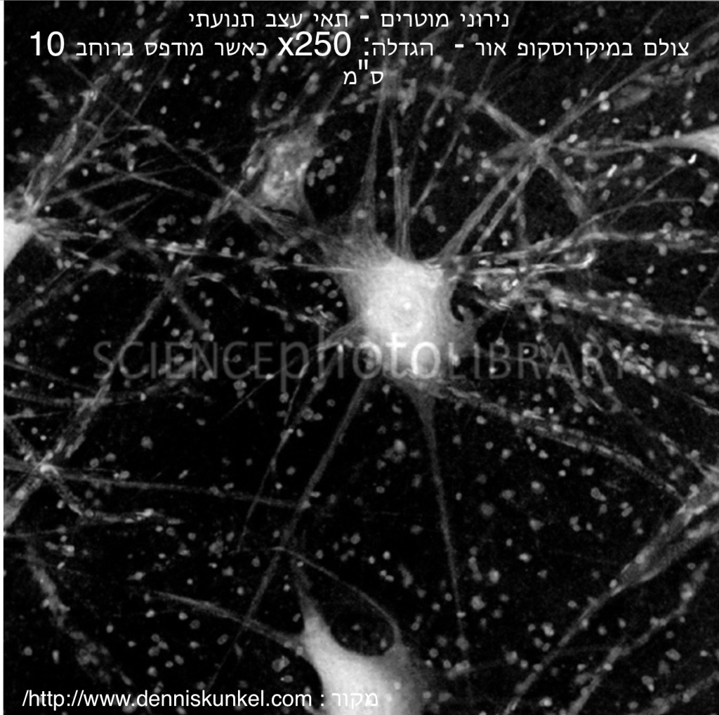 התאים שאהבתי by נרדין אחמד - Ourboox.com