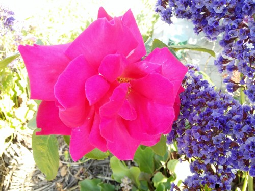 מזל טוב צביה אהובה (פברואר 2017) by Betty - Ourboox.com