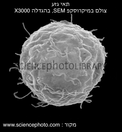 התאים שאהבתי by נרדין אחמד - Ourboox.com