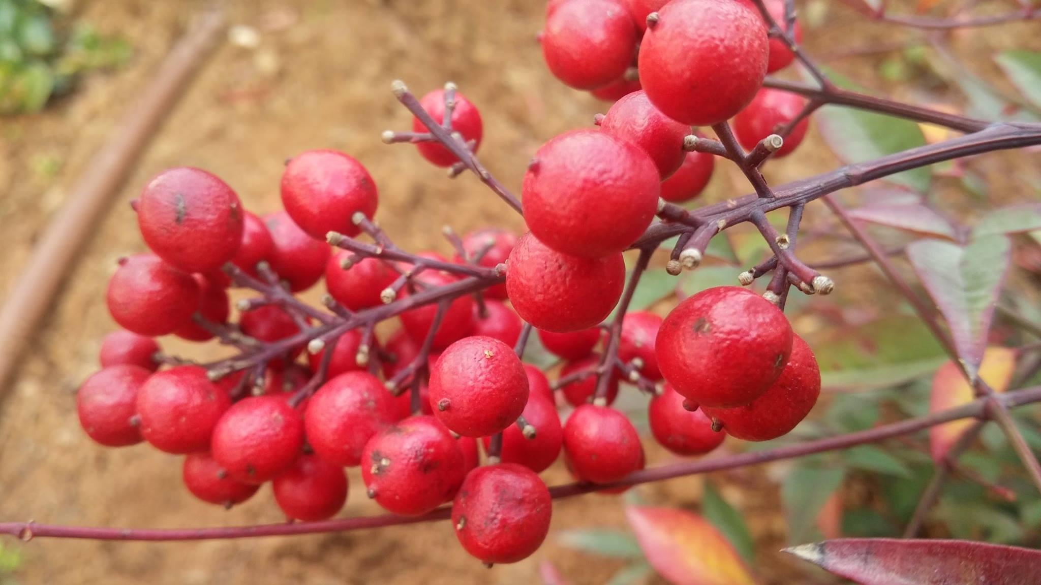 מזל טוב צביה אהובה (פברואר 2017) by Betty - Ourboox.com