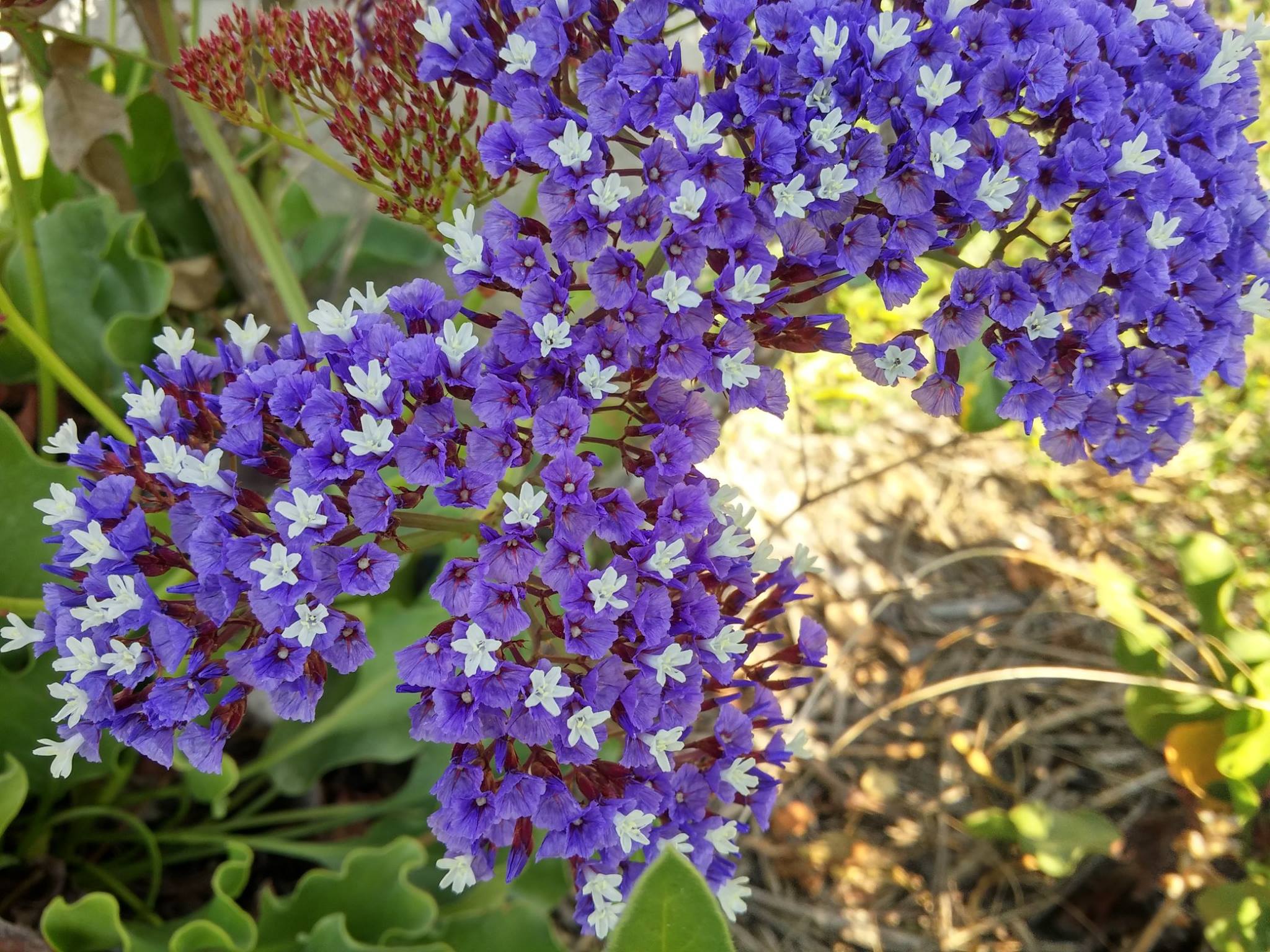 מזל טוב צביה אהובה (פברואר 2017) by Betty - Ourboox.com