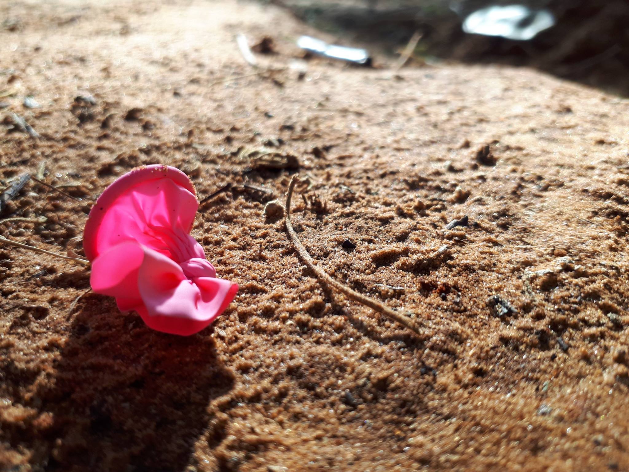 מזל טוב צביה אהובה (פברואר 2017) by Betty - Ourboox.com