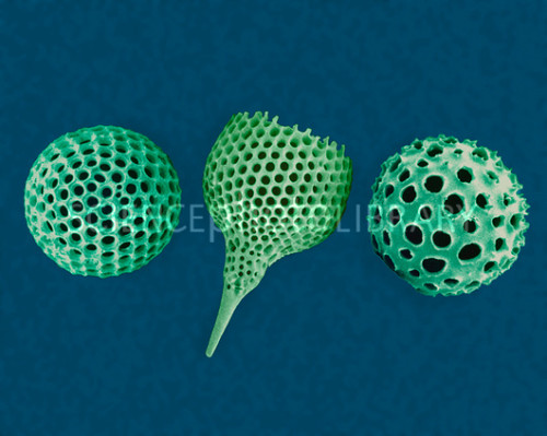 התאים שאהבתי by נרדין אחמד - Ourboox.com