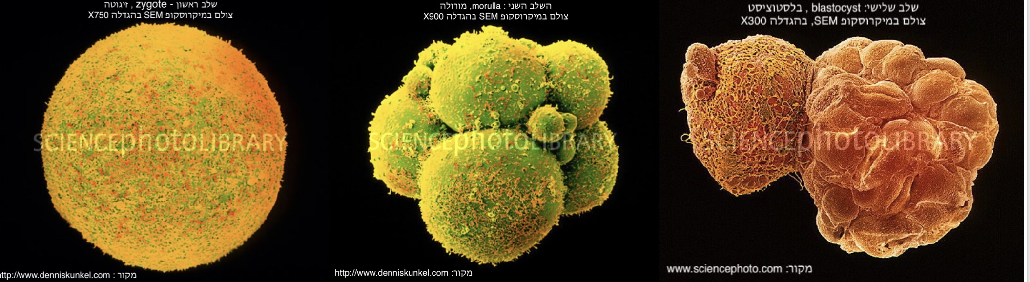 התאים שאהבתי by נרדין אחמד - Ourboox.com