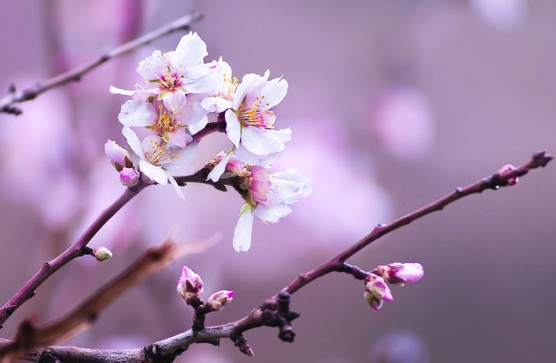 “השקד פורח” by david turgeman - Ourboox.com