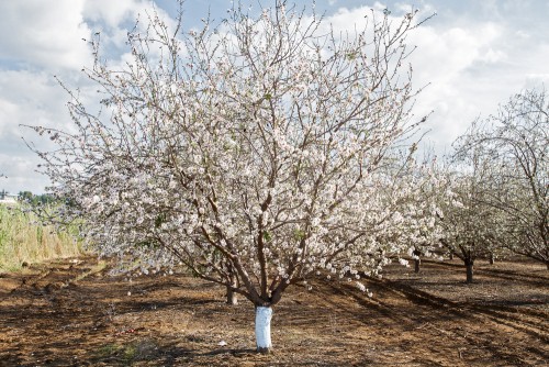 “השקד פורח” by david turgeman - Ourboox.com