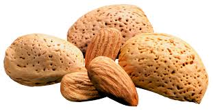 “השקד פורח” by david turgeman - Ourboox.com