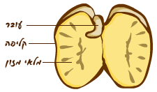 תהליך הנביטה by ron eshet - Ourboox.com