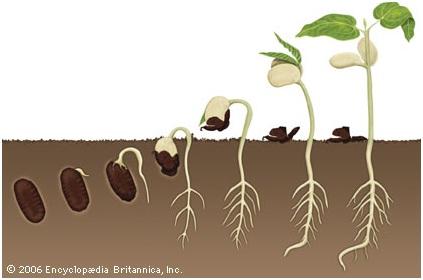 תהליך הנביטה by ron eshet - Ourboox.com