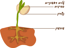 תהליך הנביטה by ron eshet - Ourboox.com