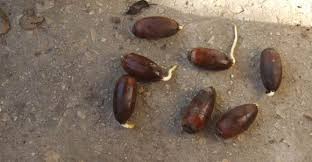 תהליך הנביטה by ron eshet - Ourboox.com