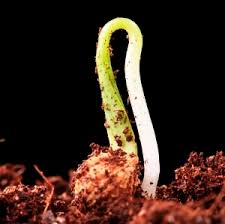 תהליך הנביטה by ron eshet - Ourboox.com