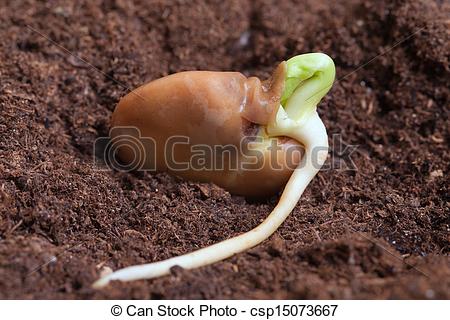 תהליך הנביטה by ron eshet - Ourboox.com