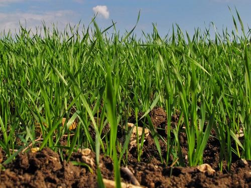 תהליך הנביטה by ron eshet - Ourboox.com