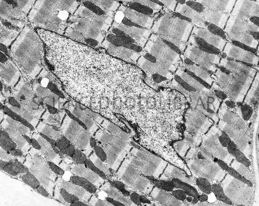 התאים שאהבתי: וירוס-לב-צמח/עדן לוי by EDENLEVI - Ourboox.com