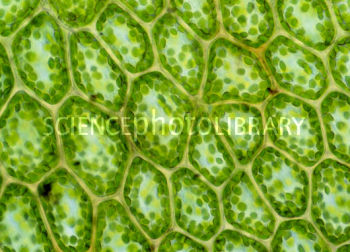 התאים שאהבתי: וירוס-לב-צמח/עדן לוי by EDENLEVI - Ourboox.com