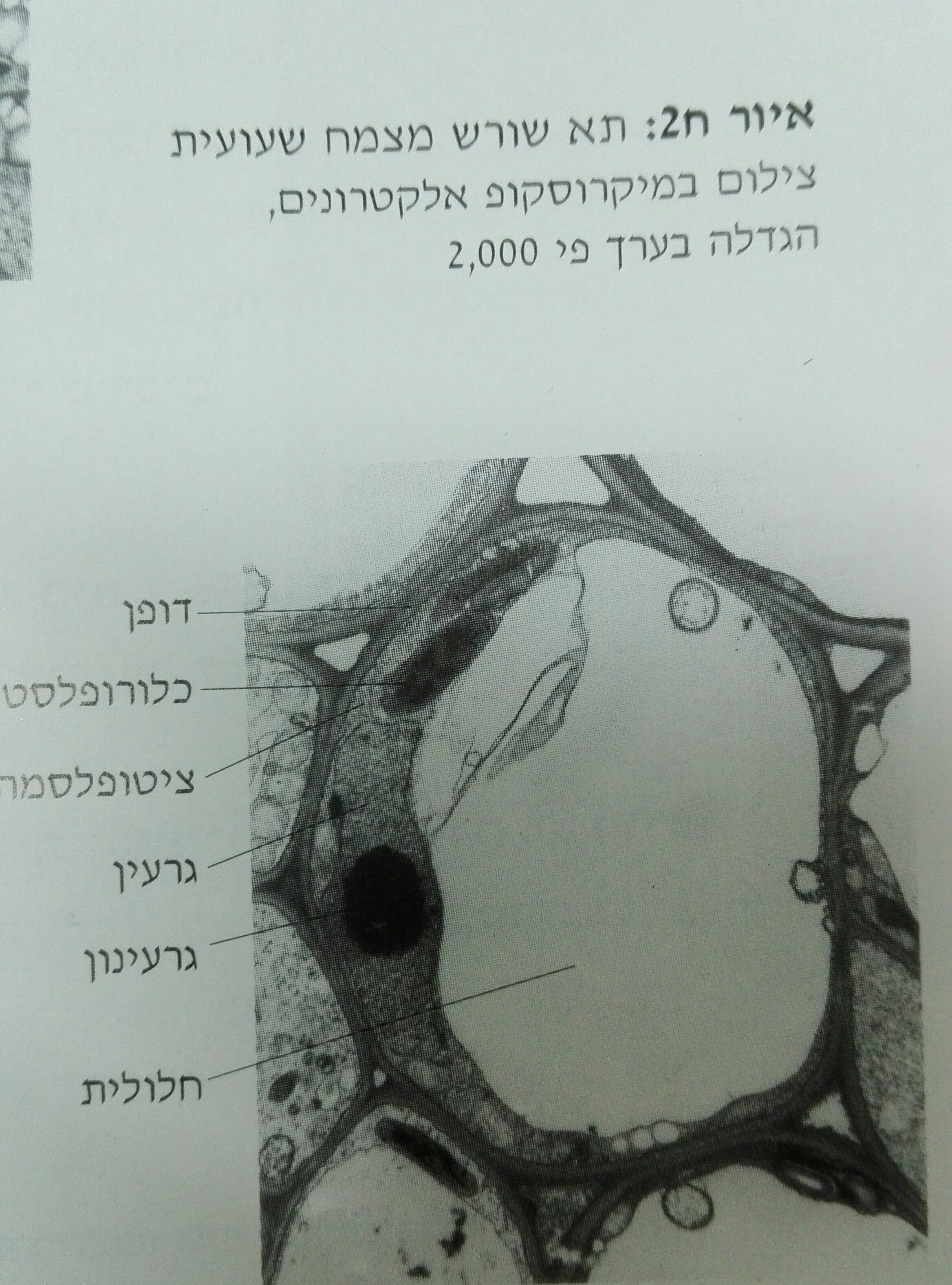 התאים שאהבתי: וירוס-לב-צמח/עדן לוי by EDENLEVI - Ourboox.com