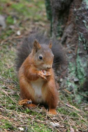 Tavşan, tavşangiller familyasını oluşturan memeli türlerin ortak adıdır. Doğurarak çoğalırlar. Yavru bakımları çok azdır. 7 gün baktıktan sonra anne tavşan yavru tavşanı bırakır. Tavşangiller familyası yaklaşık 50 türü içine alır. Vi