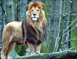 HAYVANLAR by aras yeşil - Illustrated by Tavşan, tavşangiller familyasını oluşturan memeli türlerin ortak adıdır. Doğurarak çoğalırlar. Yavru bakımları çok azdır. 7 gün baktıktan sonra anne tavşan yavru tavşanı bırakır. Tavşangiller familyası yaklaşık 50 türü içine alır. Vi - Ourboox.com