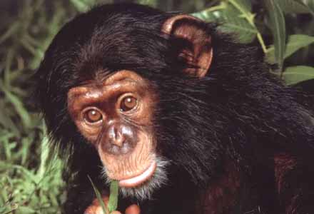 HAYVANLAR by aras yeşil - Illustrated by Tavşan, tavşangiller familyasını oluşturan memeli türlerin ortak adıdır. Doğurarak çoğalırlar. Yavru bakımları çok azdır. 7 gün baktıktan sonra anne tavşan yavru tavşanı bırakır. Tavşangiller familyası yaklaşık 50 türü içine alır. Vi - Ourboox.com