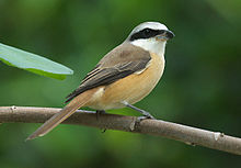 מושית השבע by ella - Illustrated by אליה שי - Ourboox.com