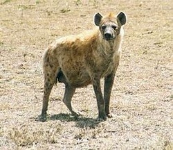 ormandaki hayvanlar by tuba kale - Ourboox.com